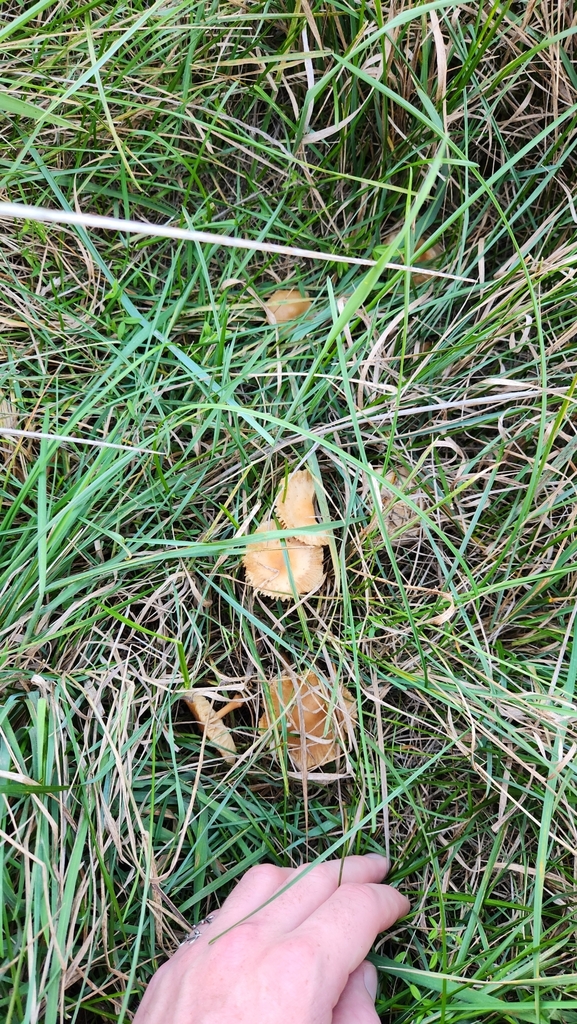 Marasmius oreades · April 2025 · photo: © squidney8 (iNaturalist, cc0)