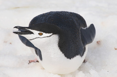 Chinstrap Penguin photo 5