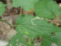 Liriomyza limopsis