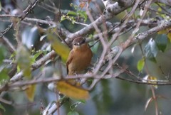 Pachyramphus castaneus