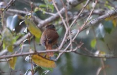 Pachyramphus castaneus