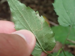 Liriomyza limopsis