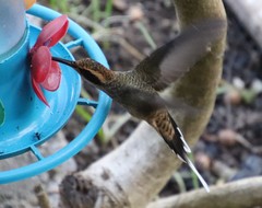 Phaethornis eurynome