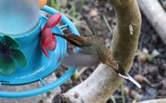 Phaethornis eurynome