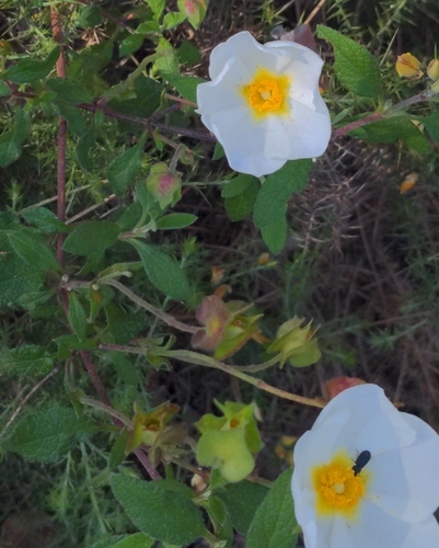 Avistamiento Cistus salviifolius
