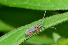 Tetraopes batesi