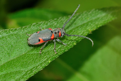 Tetraopes batesi