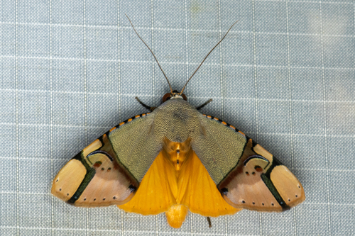 Ramadasa pavo (Walker, 1856)