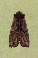 Meterana alcyone