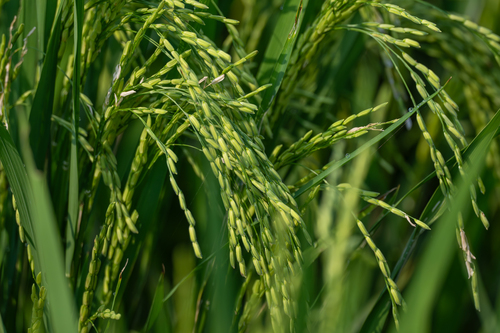 Lowland rice