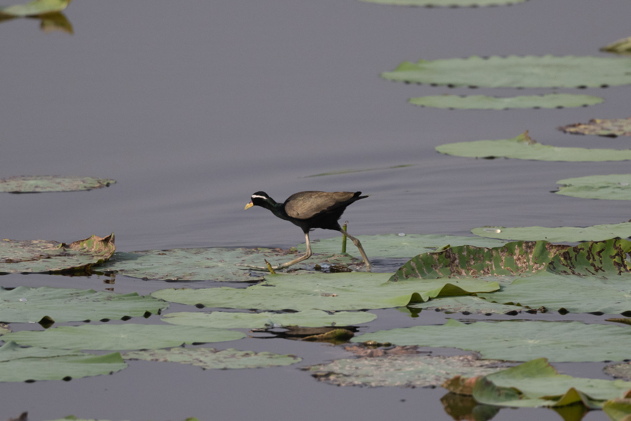 Bronze-winged Jacana