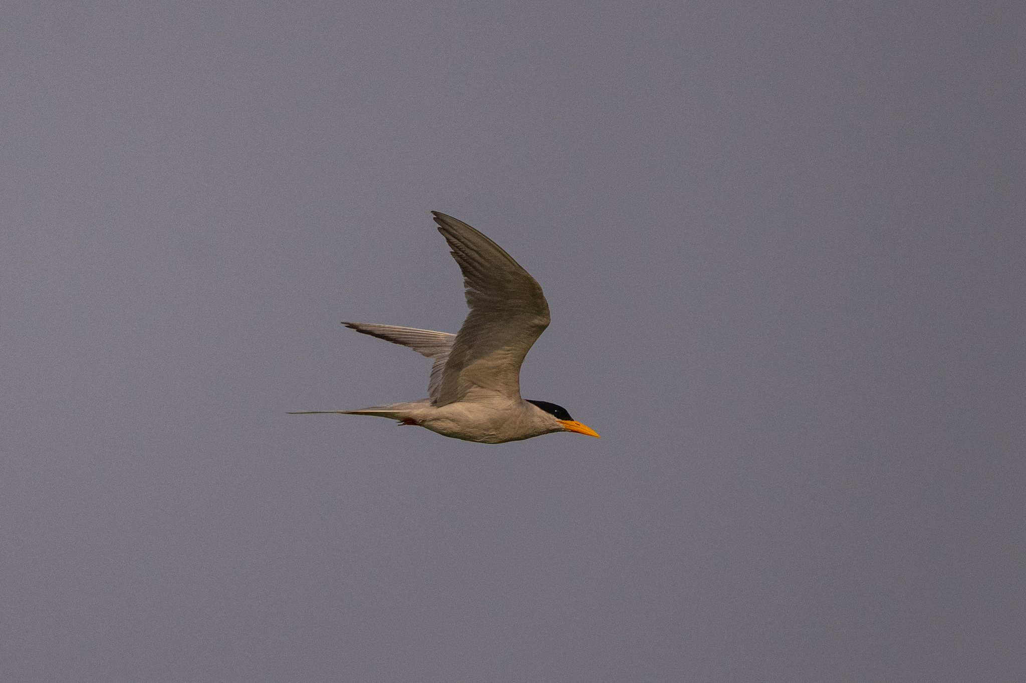 River Tern