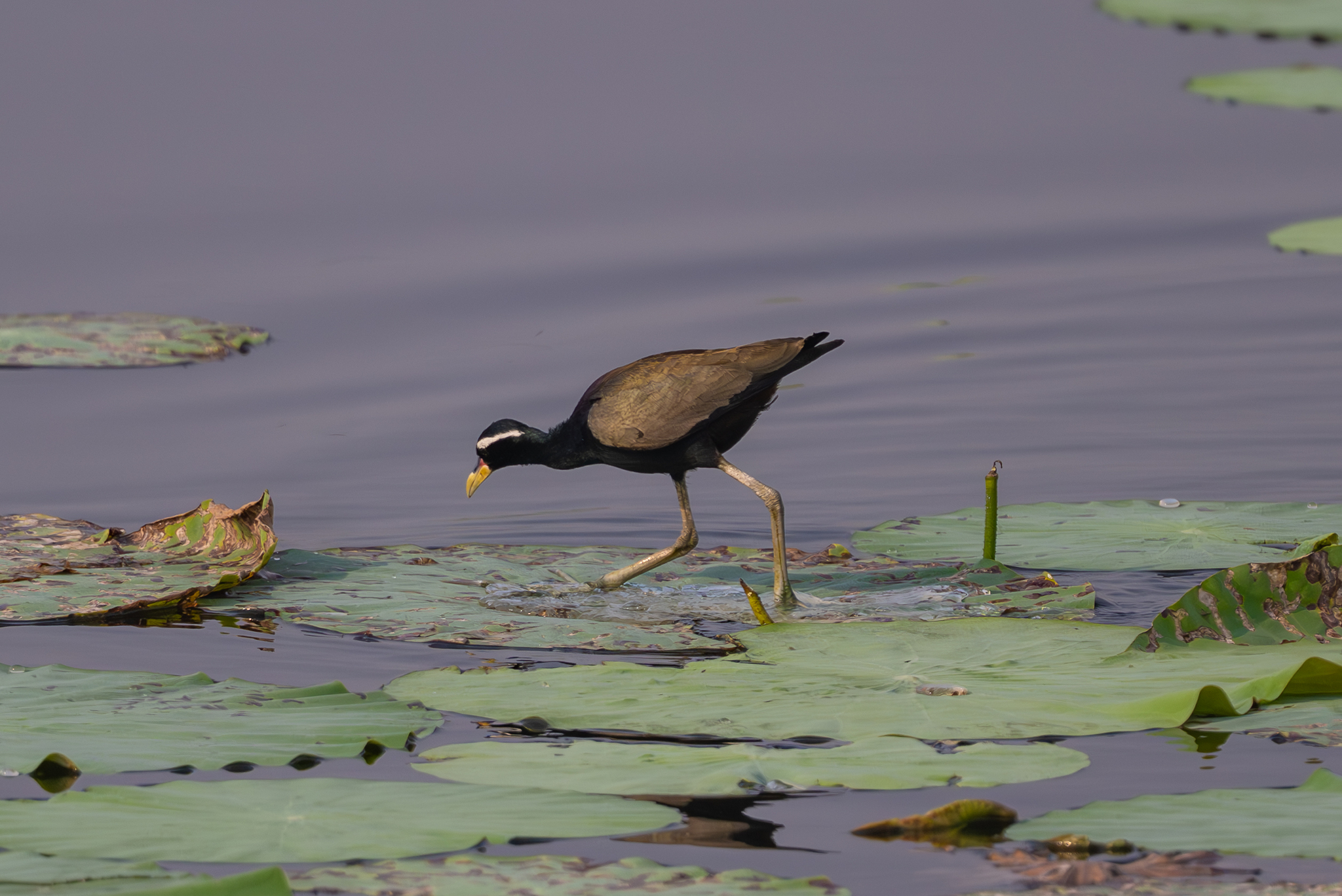 Bronze-winged Jacana