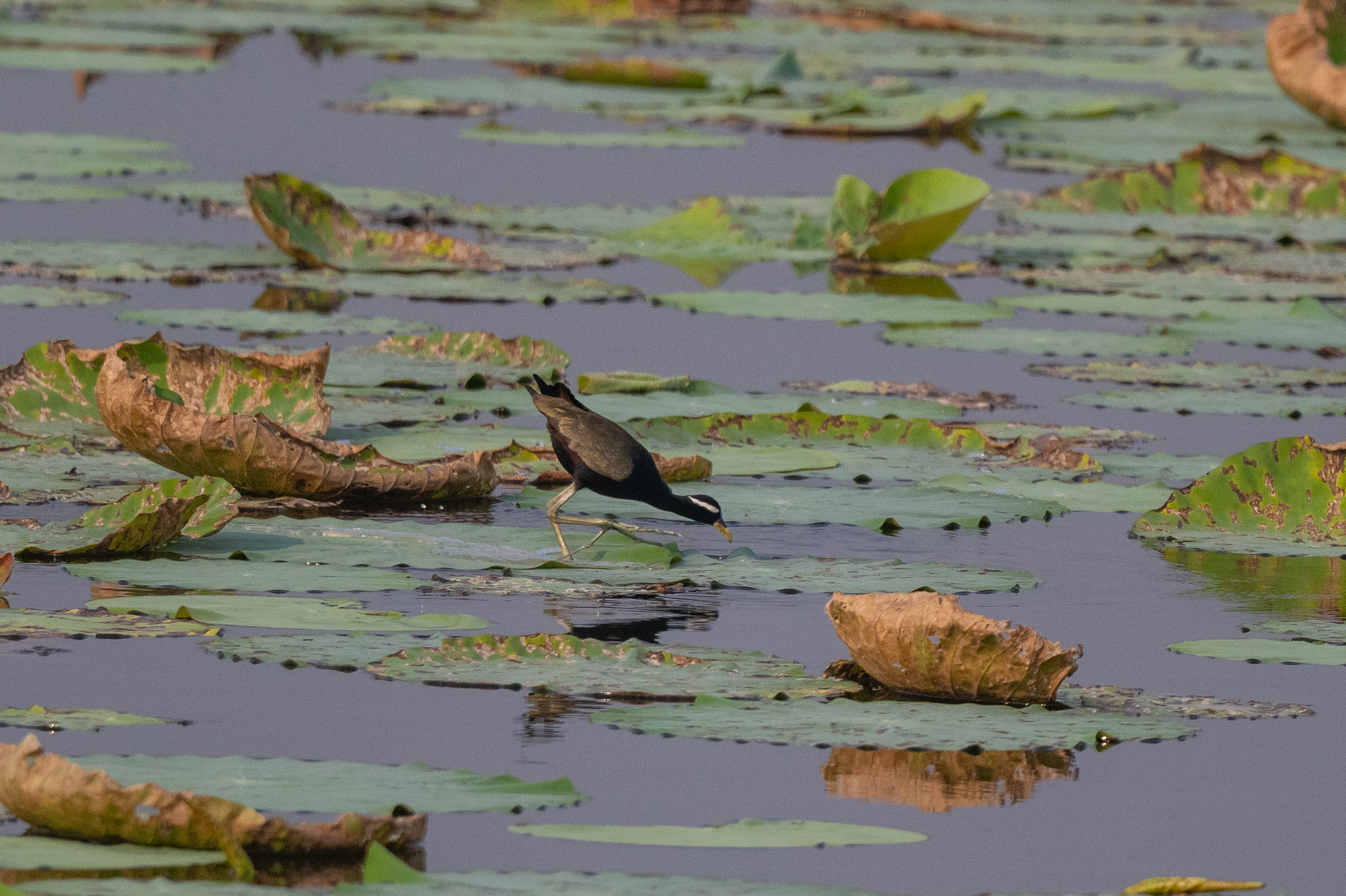 Bronze-winged Jacana