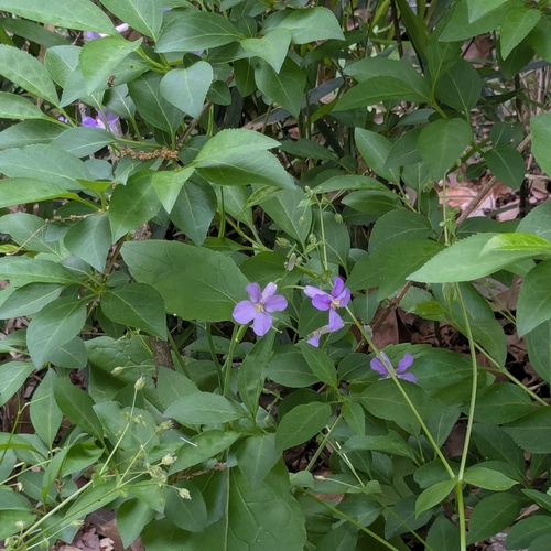 Image of Orychophragmus violaceus by (c) mami_t_t, some rights reserved (CC BY)
