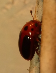 Amblyopus cinctipennis