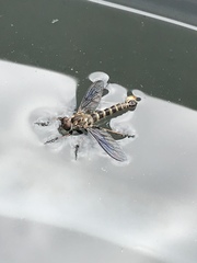 Neomochtherus willistoni