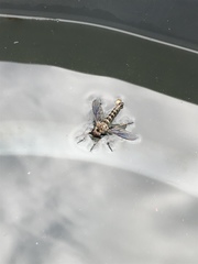 Neomochtherus willistoni