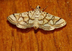 Elophila scitalis