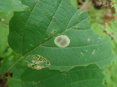 Cameraria hamameliella