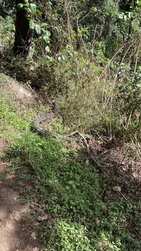 Coastal Carpet Python sighting