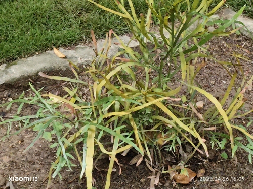 Foto de Cacto-orquídea