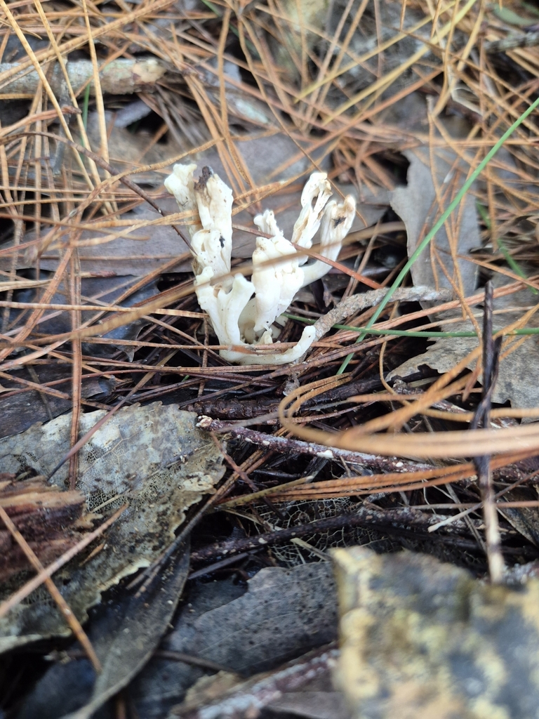 Clavulina rugosa · April 2025 · photo: © rempson (iNaturalist, cc-by)