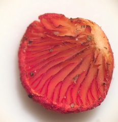 Crepidotus cinnabarinus