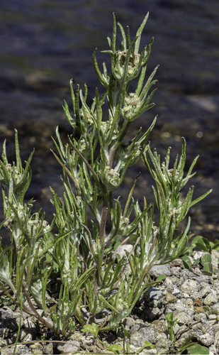 Slender cudweed (Gnaphalium exilifolium)