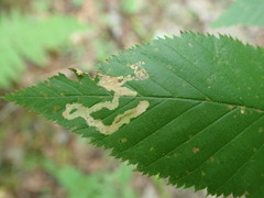 Agromyza alnibetulae