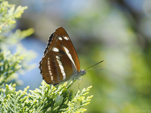 Neptis taiwana