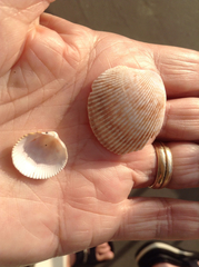 Dallocardia quadragenaria