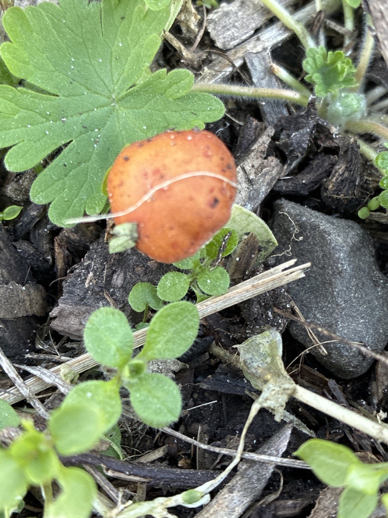 Leratiomyces ceres · April 2025 · photo: © jennysaito (iNaturalist, cc-by)