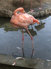 Phoenicopteriformes