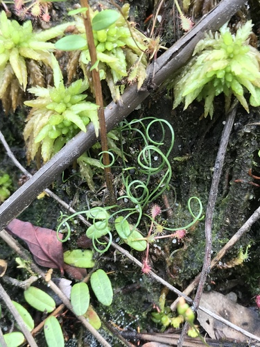 Little curlygrass fern (Schizaea pusilla)