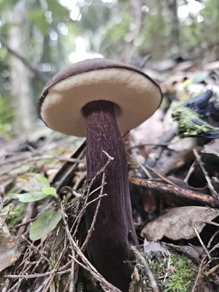 Tylopilus formosus · April 2025 · photo: © acnestis (iNaturalist, cc-by-nc)