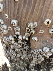 Amphibalanus eburneus