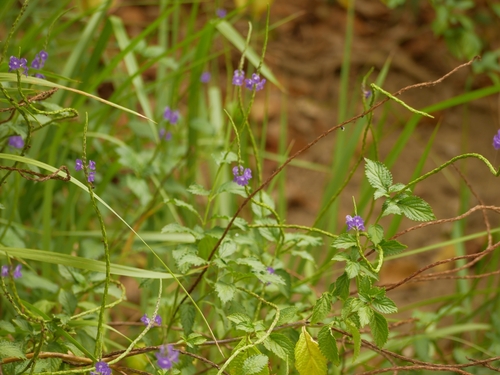 Stachytarpheta urticifolia