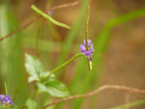 Stachytarpheta urticifolia