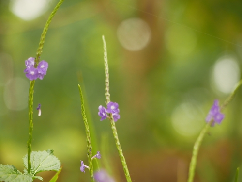 Stachytarpheta urticifolia