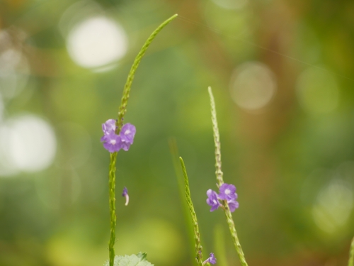 Stachytarpheta urticifolia
