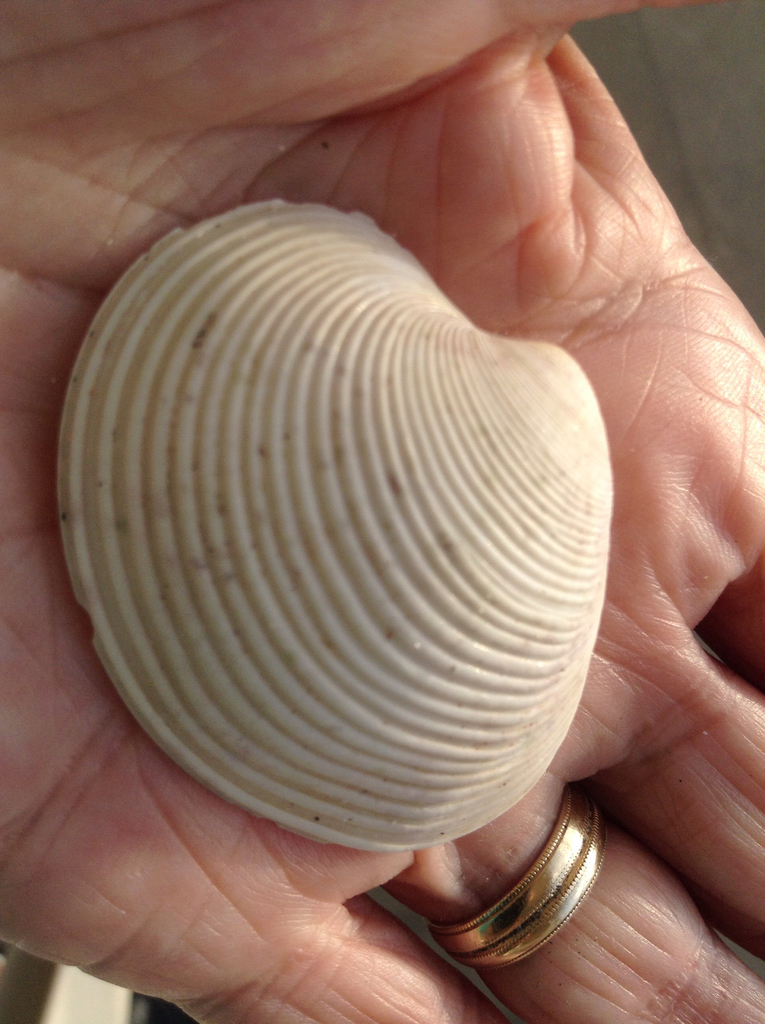 White Venus