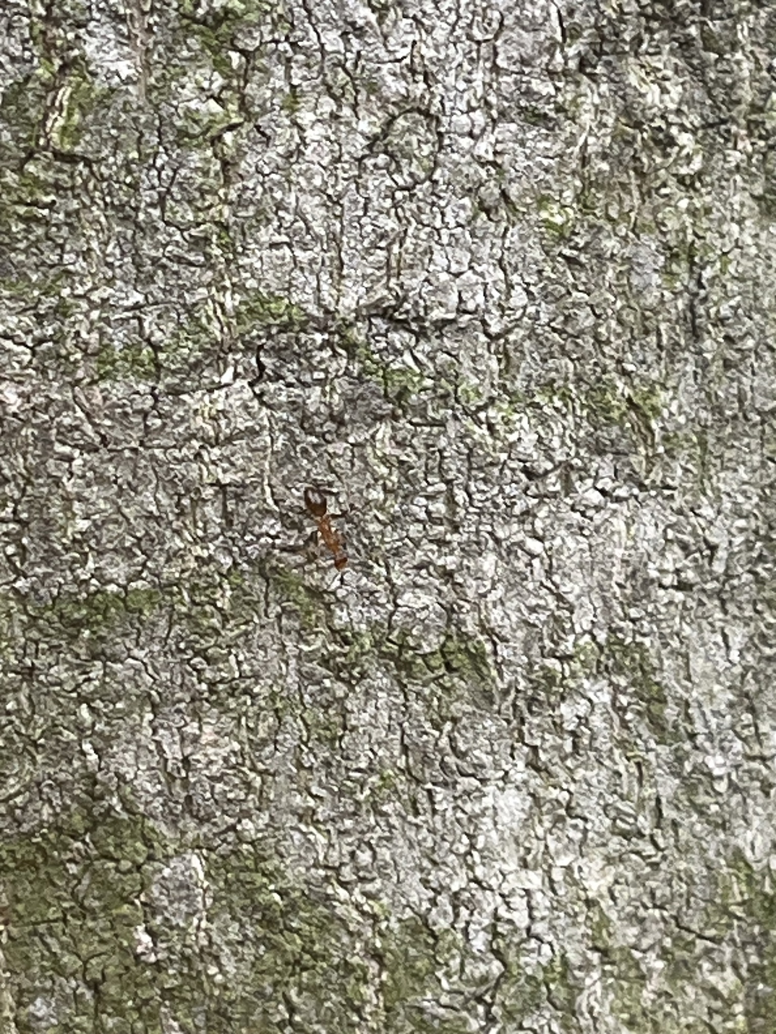 Anoplolepis