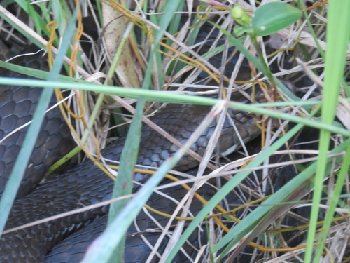 Eastern Brown Snake sighting