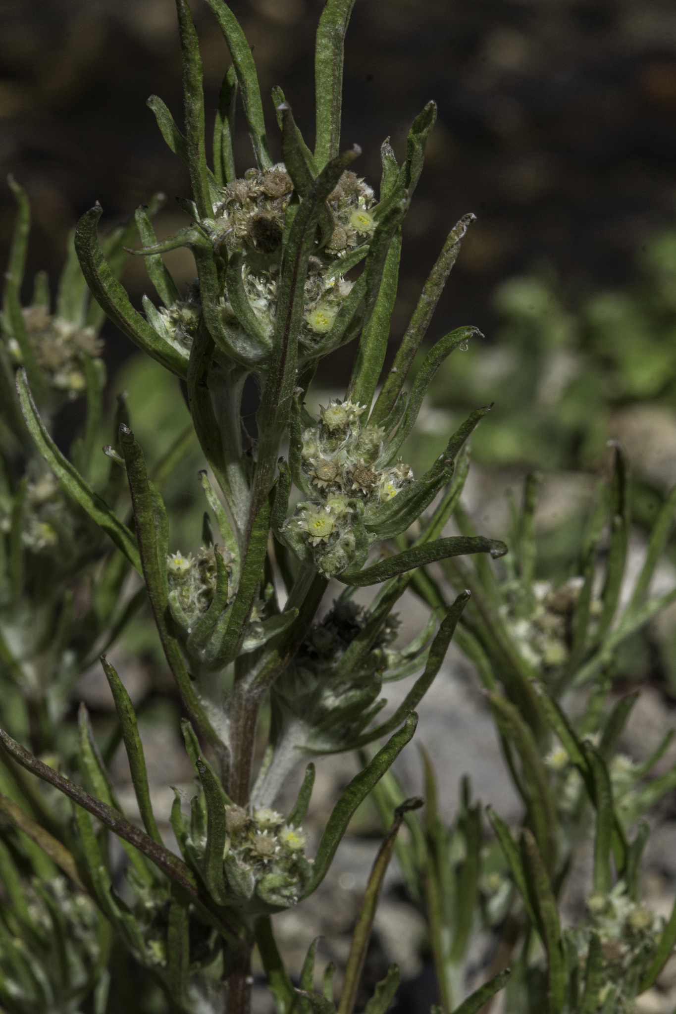 Gnaphalium exilifolium