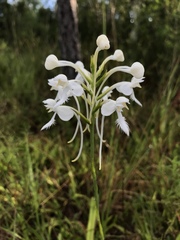 Platanthera blephariglottis conspicua