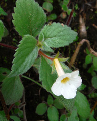 Achimenes occidentalis