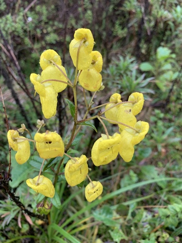 Calceolaria phaeotricha