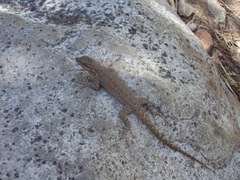 Urosaurus ornatus levis