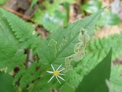 Liriomyza limopsis